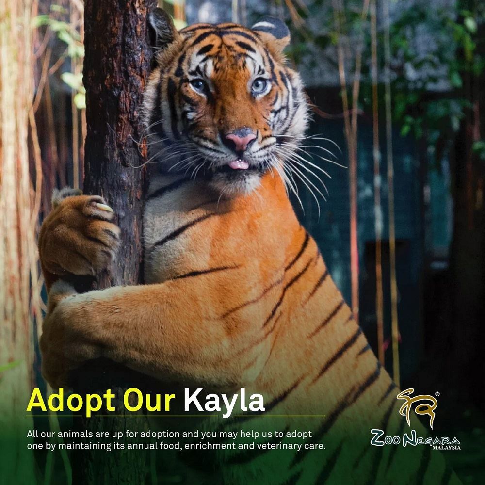 熊猫“谊谊”开放助养！可获得官方证书！