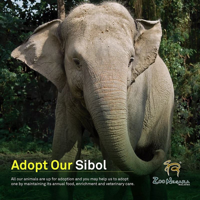 熊猫“谊谊”开放助养！可获得官方证书！