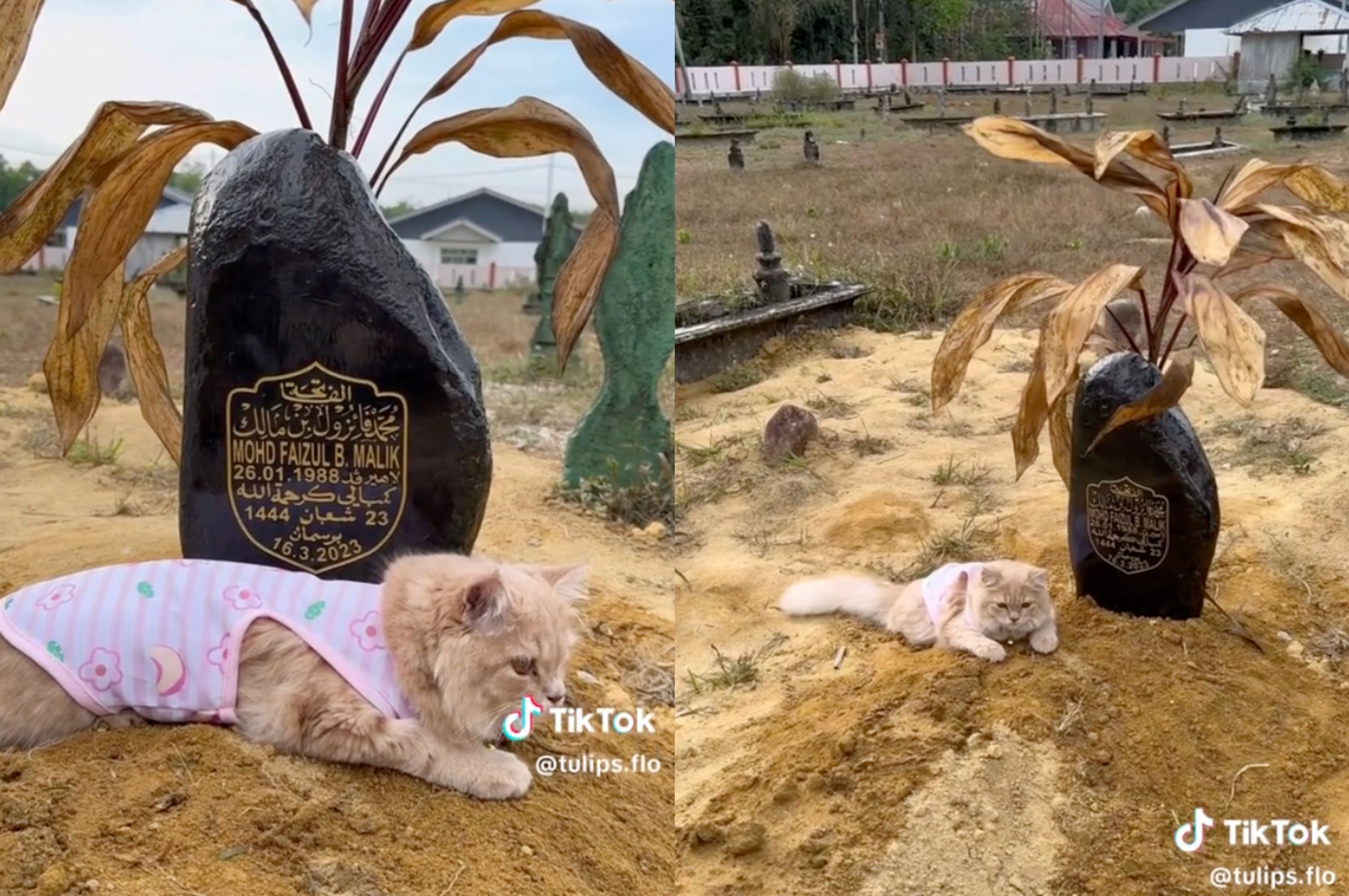 heartwarming video shows a cat, mochi visiting its owner's grave, tugging our heartstrings!