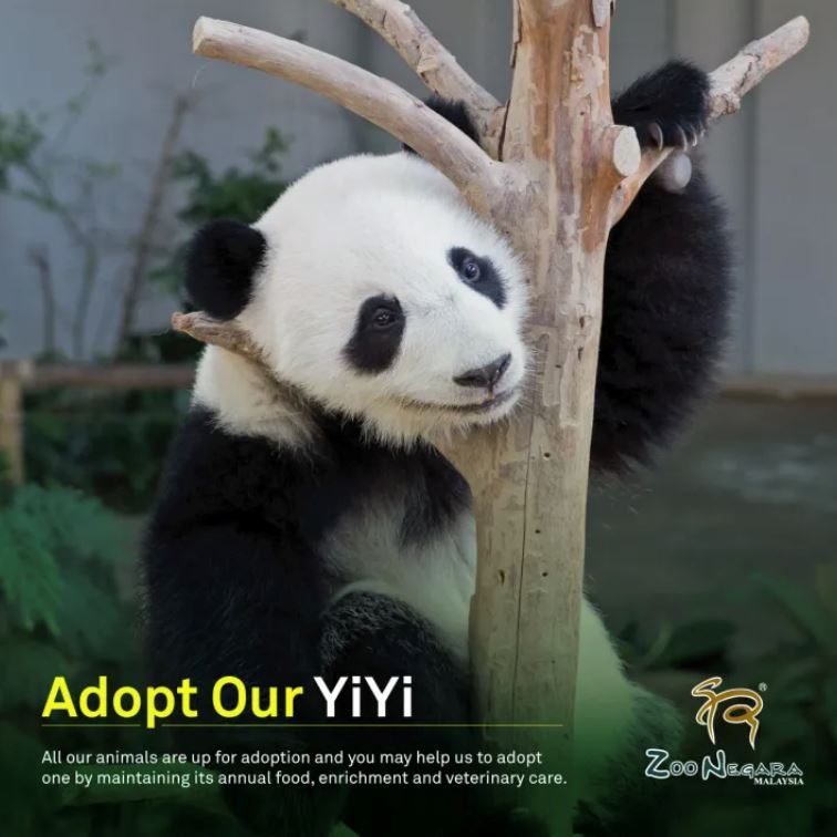 熊猫“谊谊”开放助养！可获得官方证书！