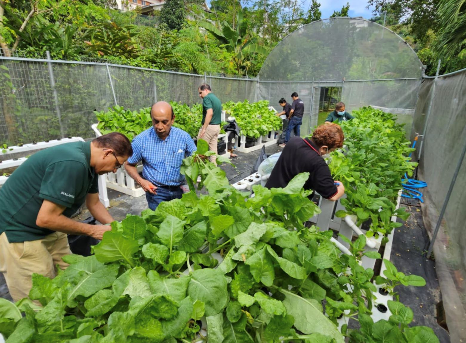 community garden kebun-kebun bangsar recognized by bbc for its impact on underprivileged communities