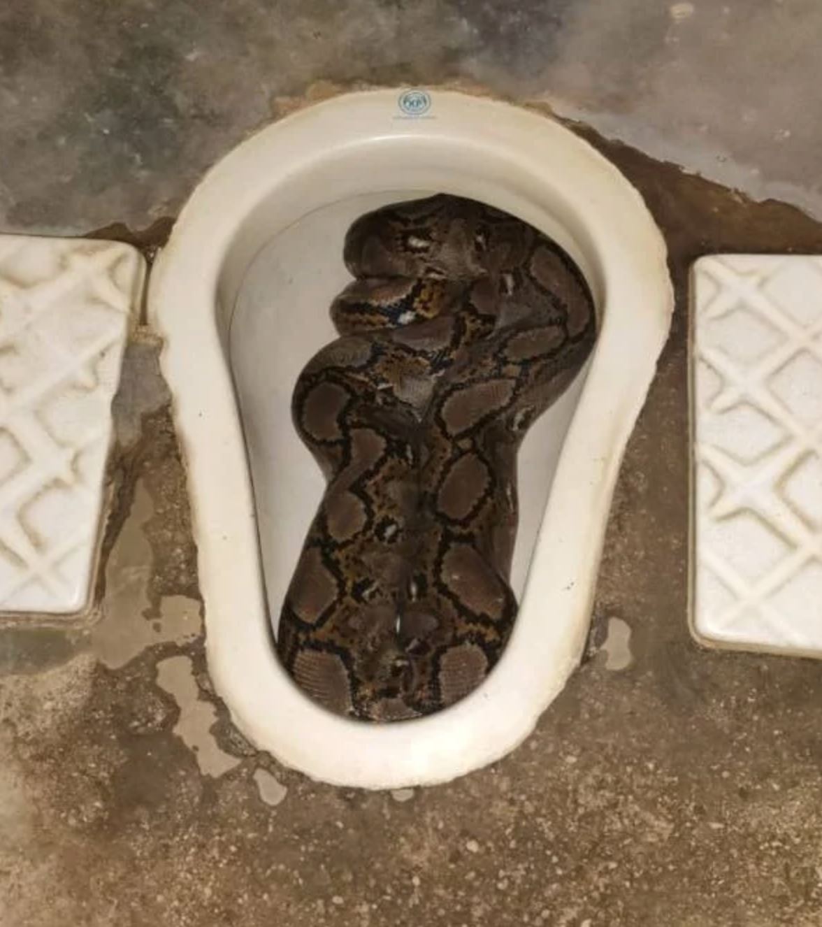 lelaki terkejut jumpa ular sawa 10kg dalam mangkuk tandas rumah di kelantan