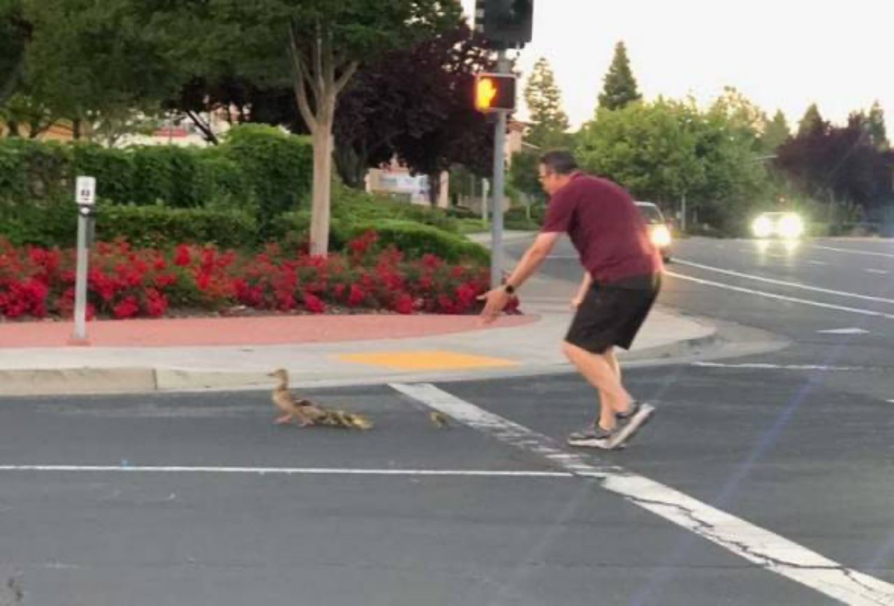 sedih, lelaki maut dilanggar lepas bantu sekawan itik lintas jalan