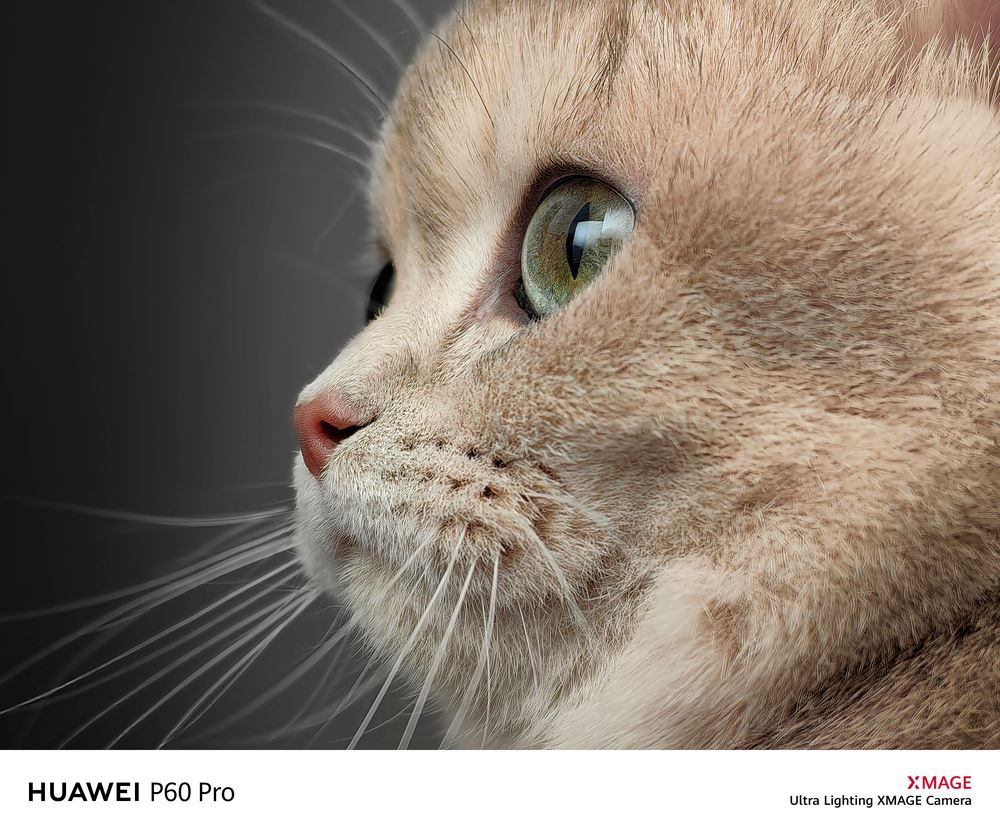 HUAWEI P60 Pro lowlight close-up shot of cat