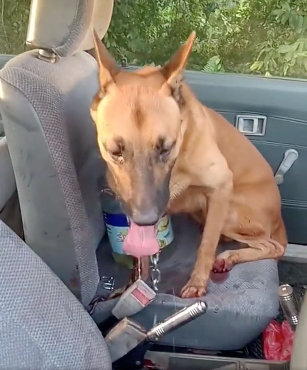 lelaki ikat dan heret anjing guna kereta di port dickson kini ditahan polis