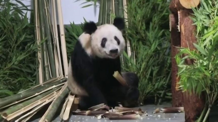 旅美熊猫“丫丫”返回北京！官方：暂不对外展出！