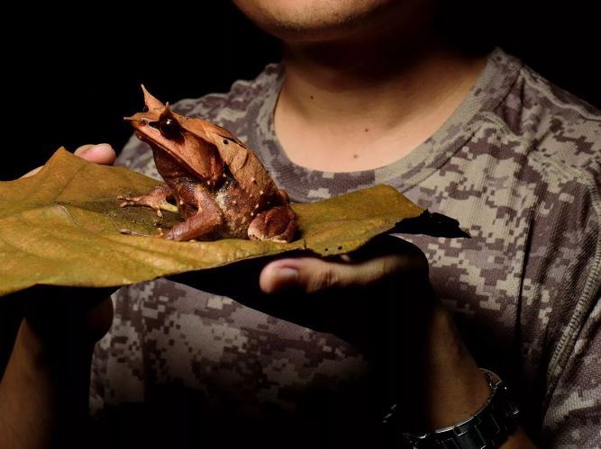 Hiker holding frog on a leaf during night hike in Ampang