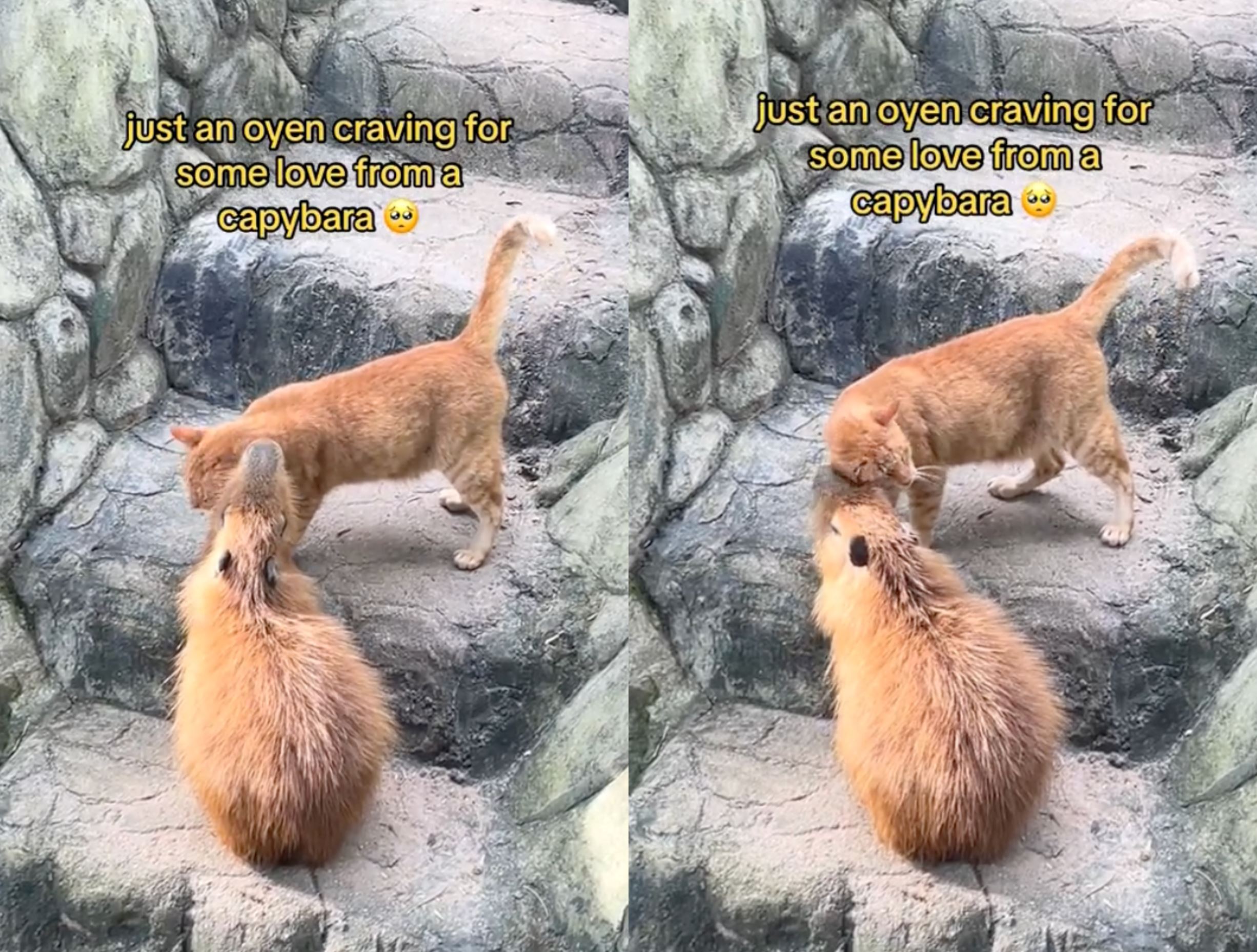 oyen's heartwarming bond with a capybara at zoo negara melts malaysians' hearts!