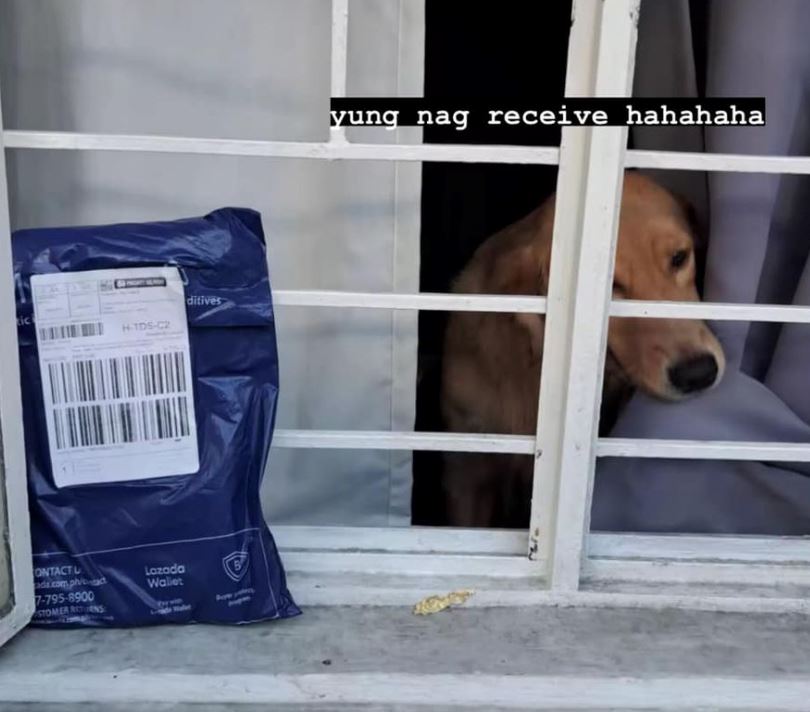 doggo in the philippines receives parcel while owner is away, netizens amused
