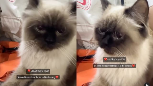 kucing menangis pasukan perubatan selamatkan dari runtuhan bangunan