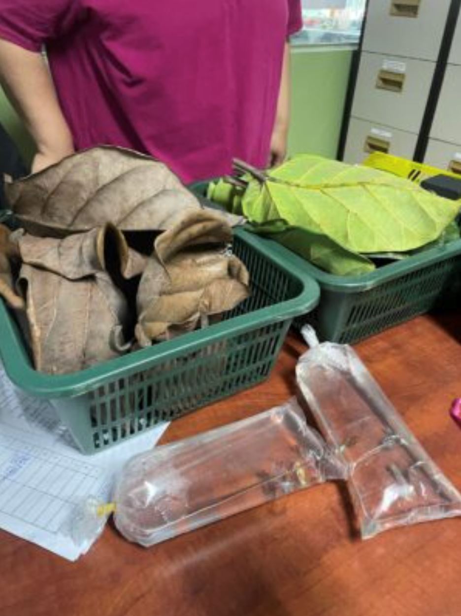 modal rm8 jual daun ketapang kering di ebay, pensyarah ini jadi jutawan usia muda