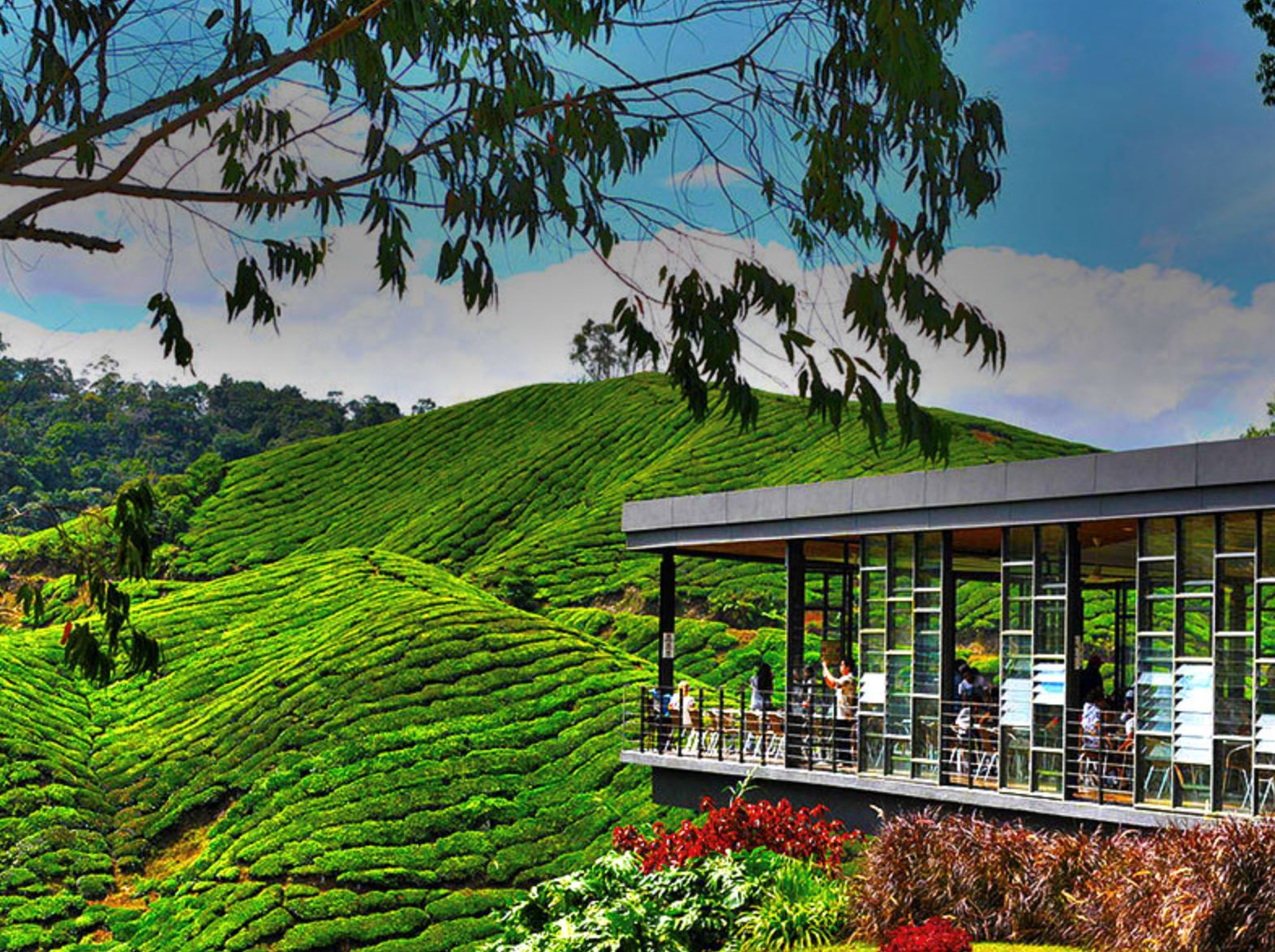 cameron highlands earns distinction among the world's most beautiful destinations