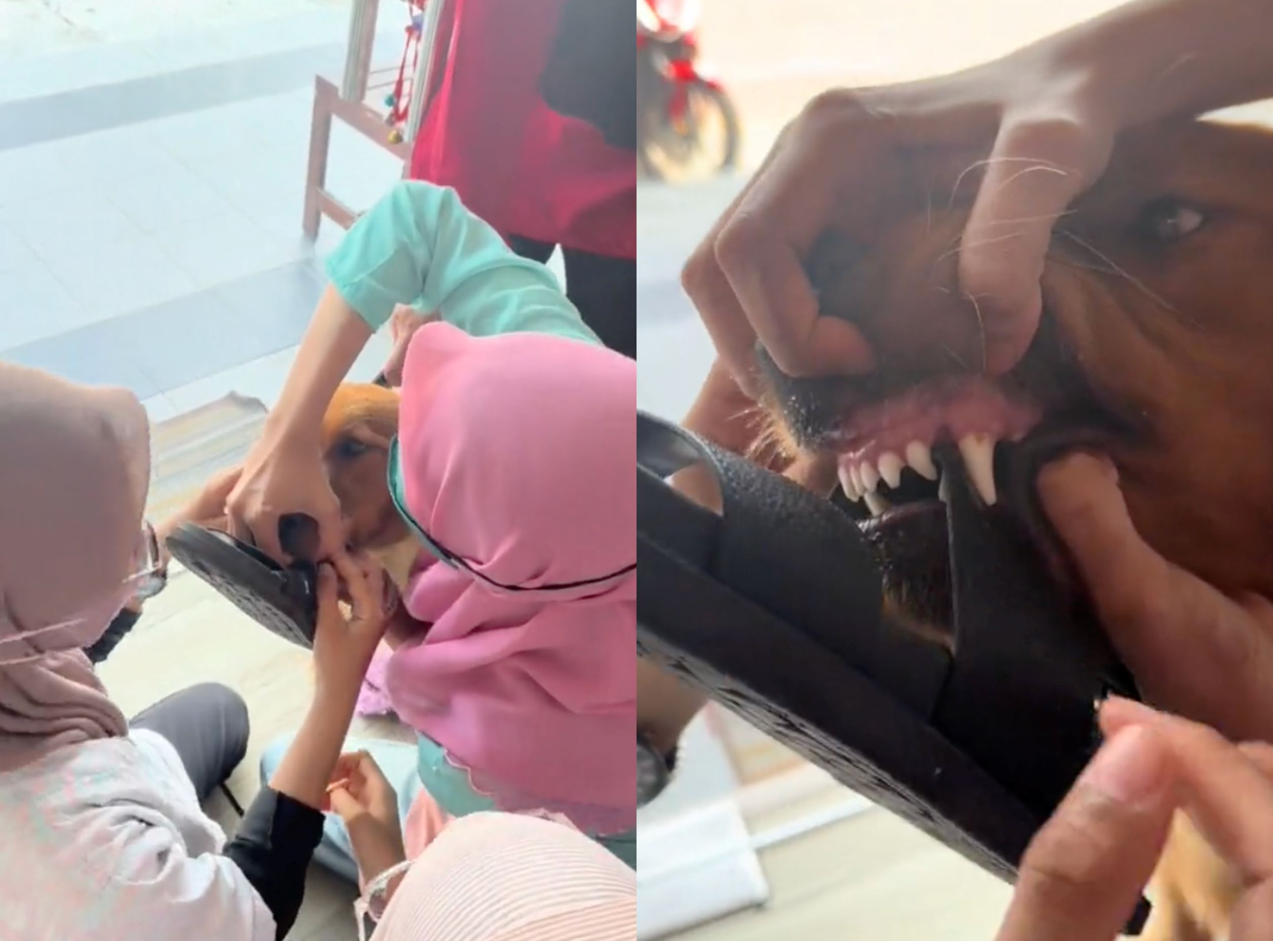 heartwarming scene: five vets try to recover slipper from playful dog, touches netizens' hearts!