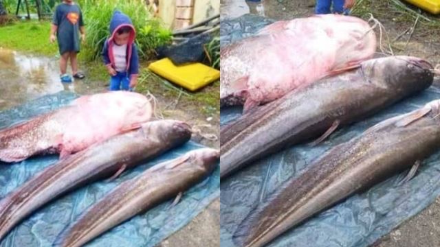 kemunculan ikan gergasi di manir timbul tanda tanya?