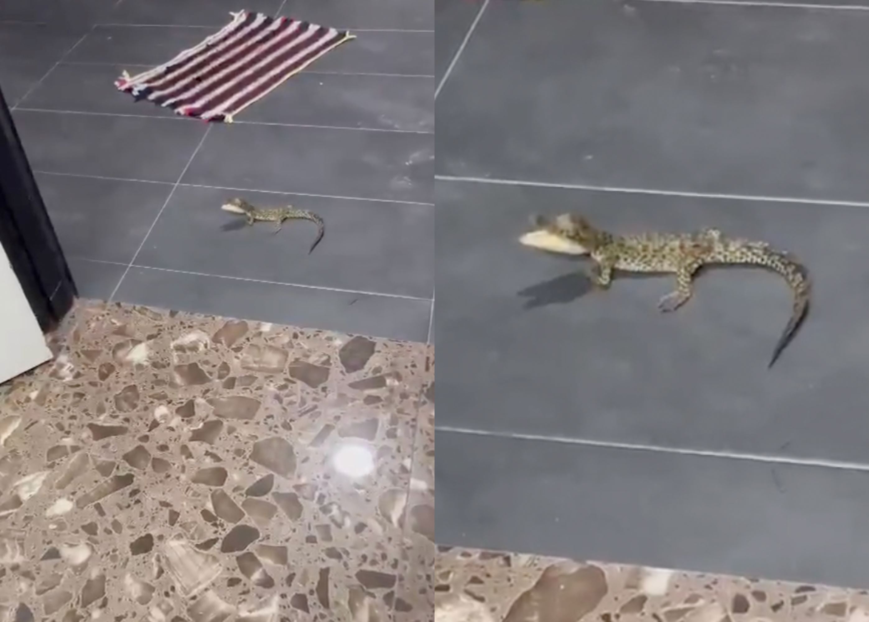 elderly woman in melaka bitten by baby crocodile, initially mistakes it for a lizard
