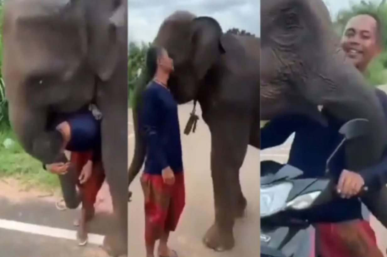 sedih lihat video anak gajah enggan lepas penjaganya untuk tinggal habitat asal