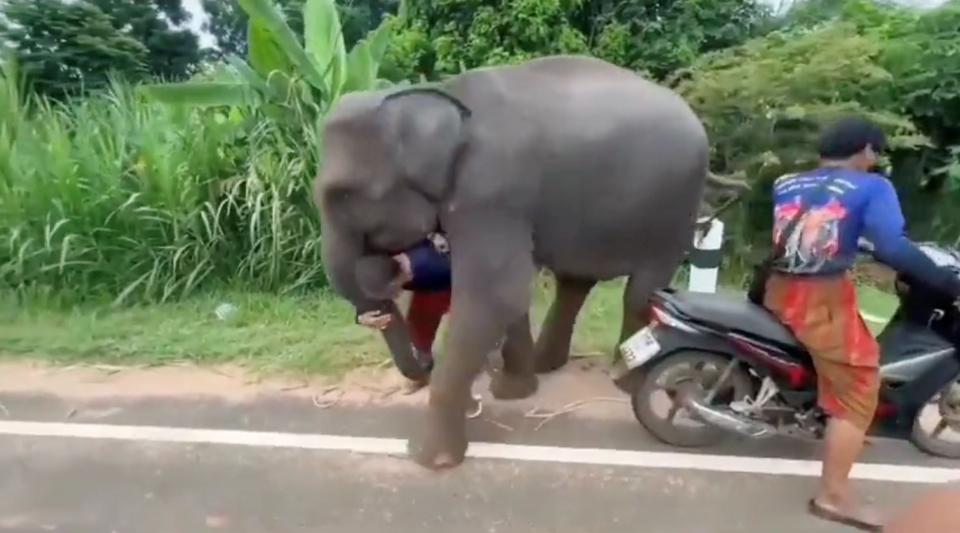 sedih lihat video anak gajah enggan lepas penjaganya untuk tinggal habitat asal