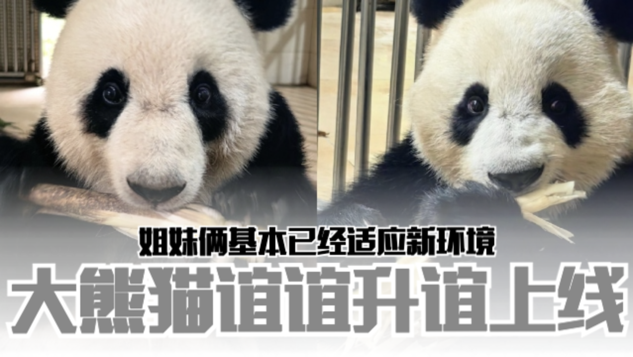 panda640-transparent.png