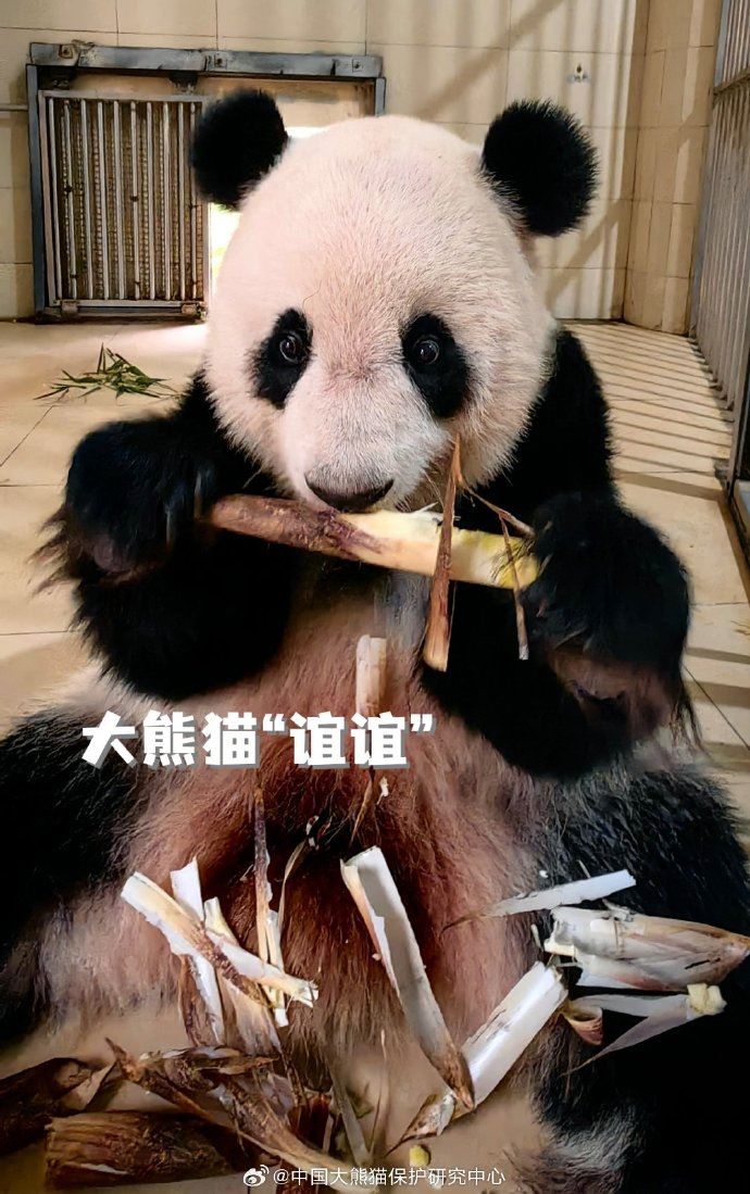 🐼大熊猫谊谊升谊上线❗姐妹俩基本已经适应新环境💕