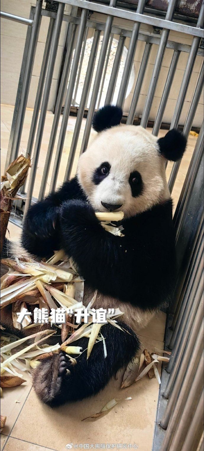 🐼大熊猫谊谊升谊上线❗姐妹俩基本已经适应新环境💕