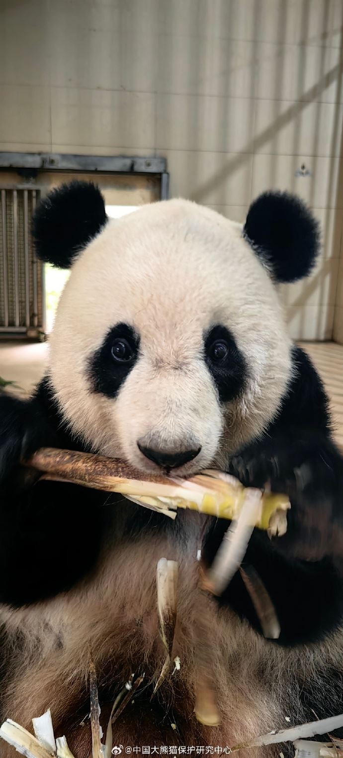 🐼大熊猫谊谊升谊上线❗姐妹俩基本已经适应新环境💕