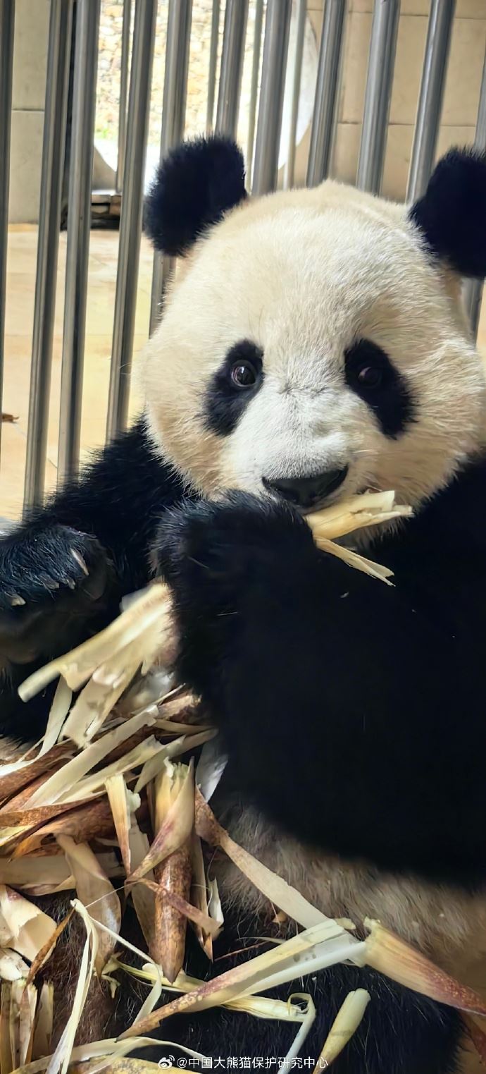 🐼大熊猫谊谊升谊上线❗姐妹俩基本已经适应新环境💕