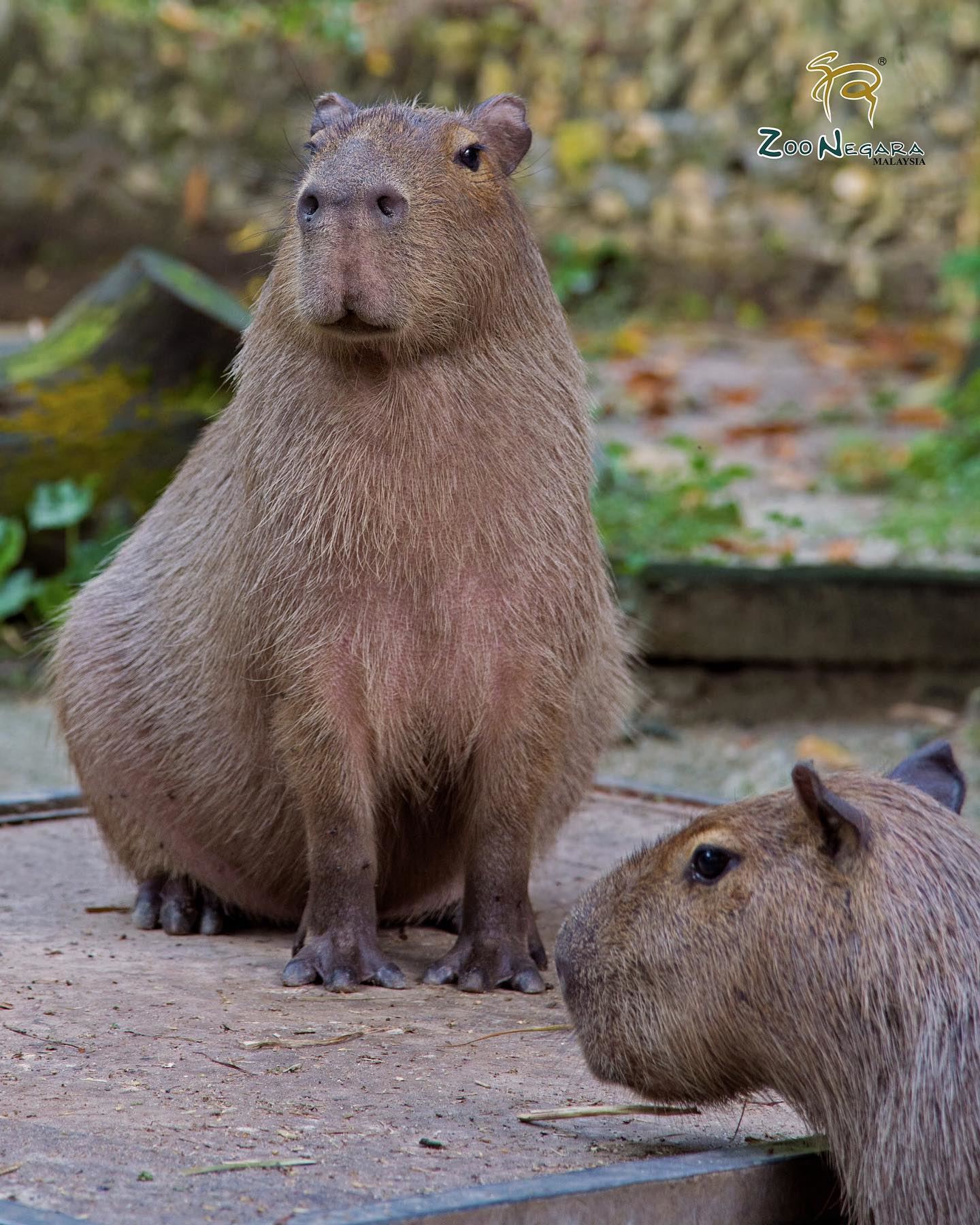 国家动物园大淹水！水豚乘乱逃跑！