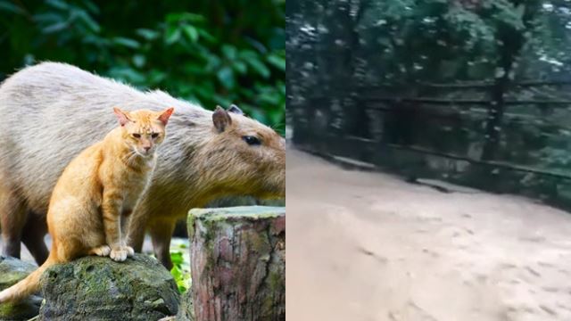 oyen lari selamatkan diri, zoo negara dilanda banjir