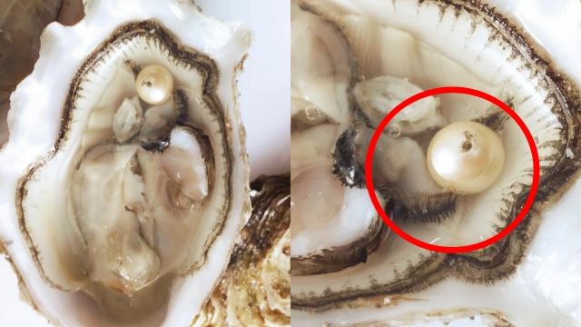 beli tiram dari pasar, keluarga terkejut temui mutiara