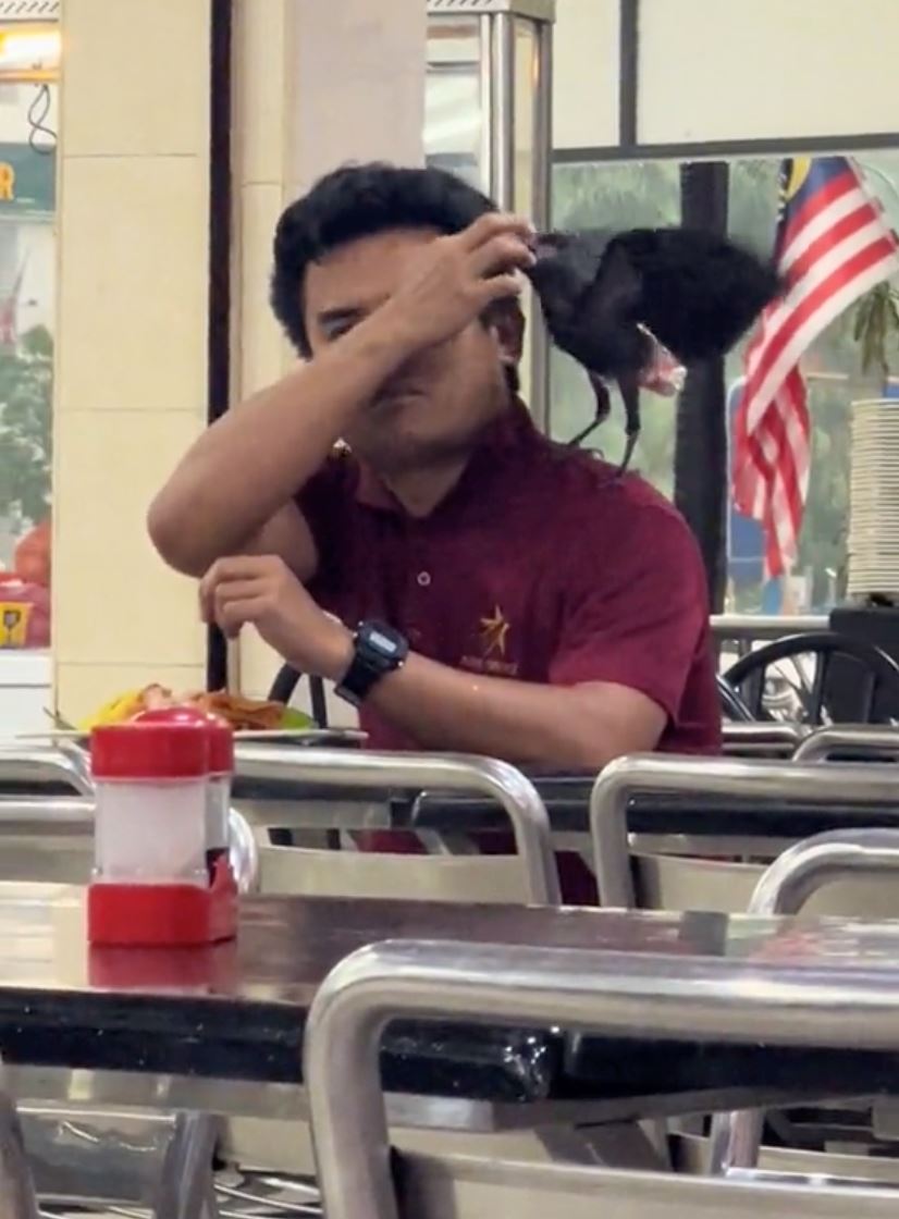 “adik beradik itachi ke?,” video gagak di bahu lelaki tengah makan tular [video]