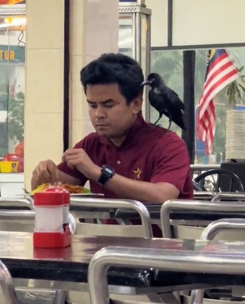 “adik beradik itachi ke?,” video gagak di bahu lelaki tengah makan tular [video]