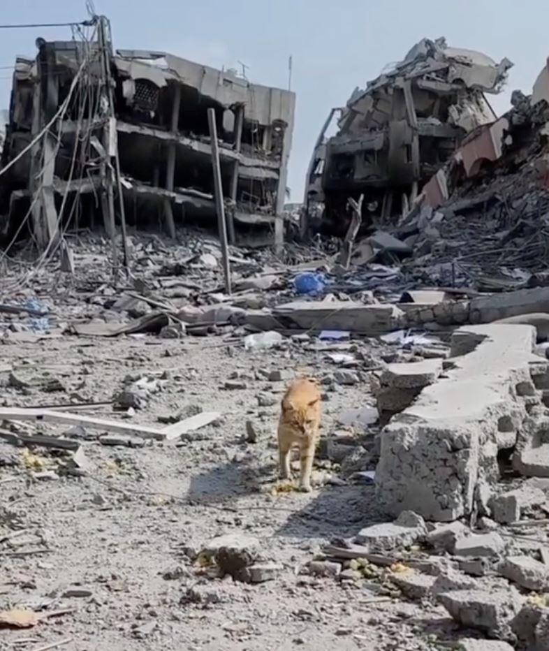 oyen terakam menangis lihat kehancuran tempat tinggalnya di palestin, “kurusnya..”