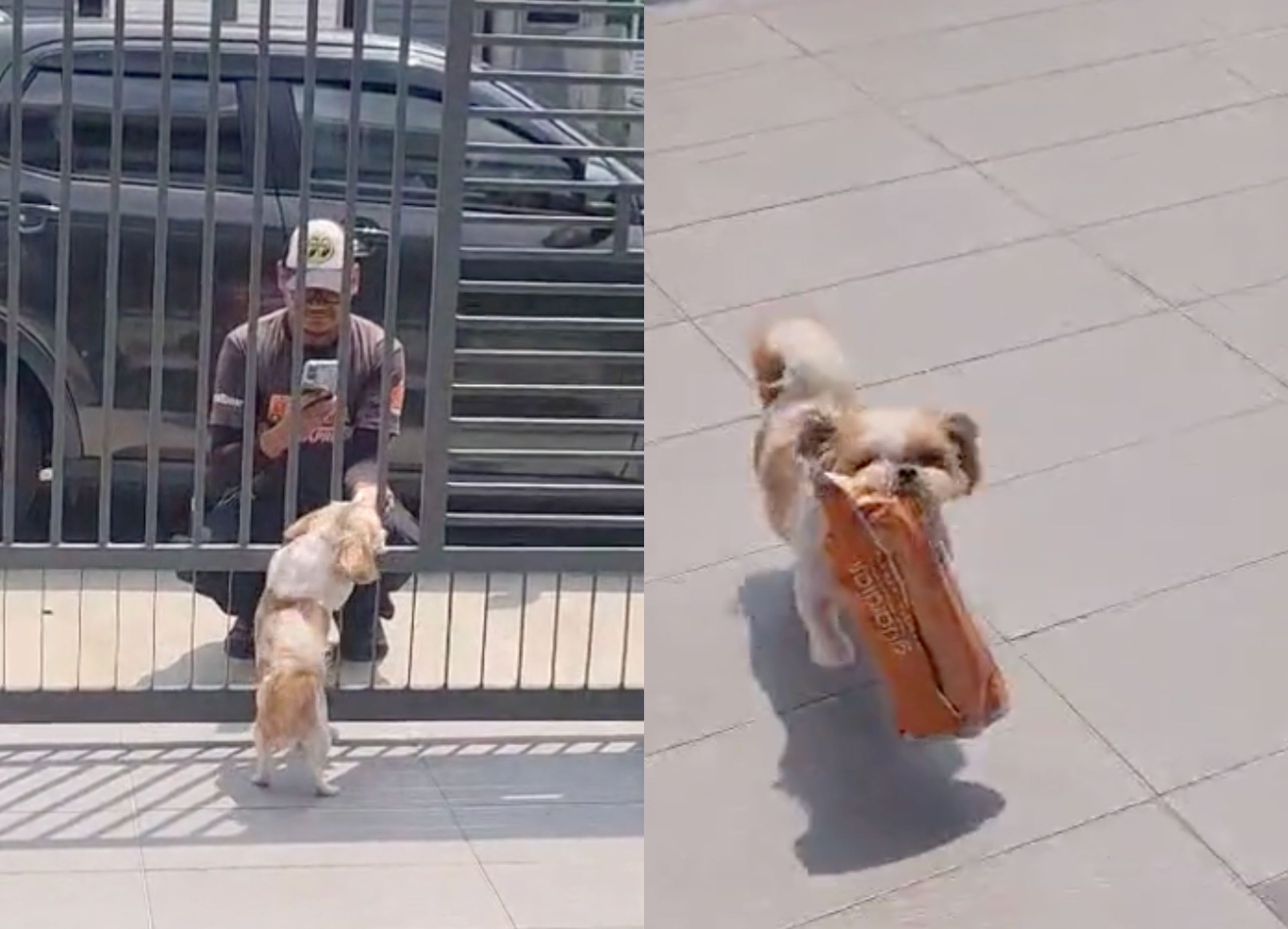 adorable pup melts hearts after video of her retrieving parcels from abang delivery went viral!