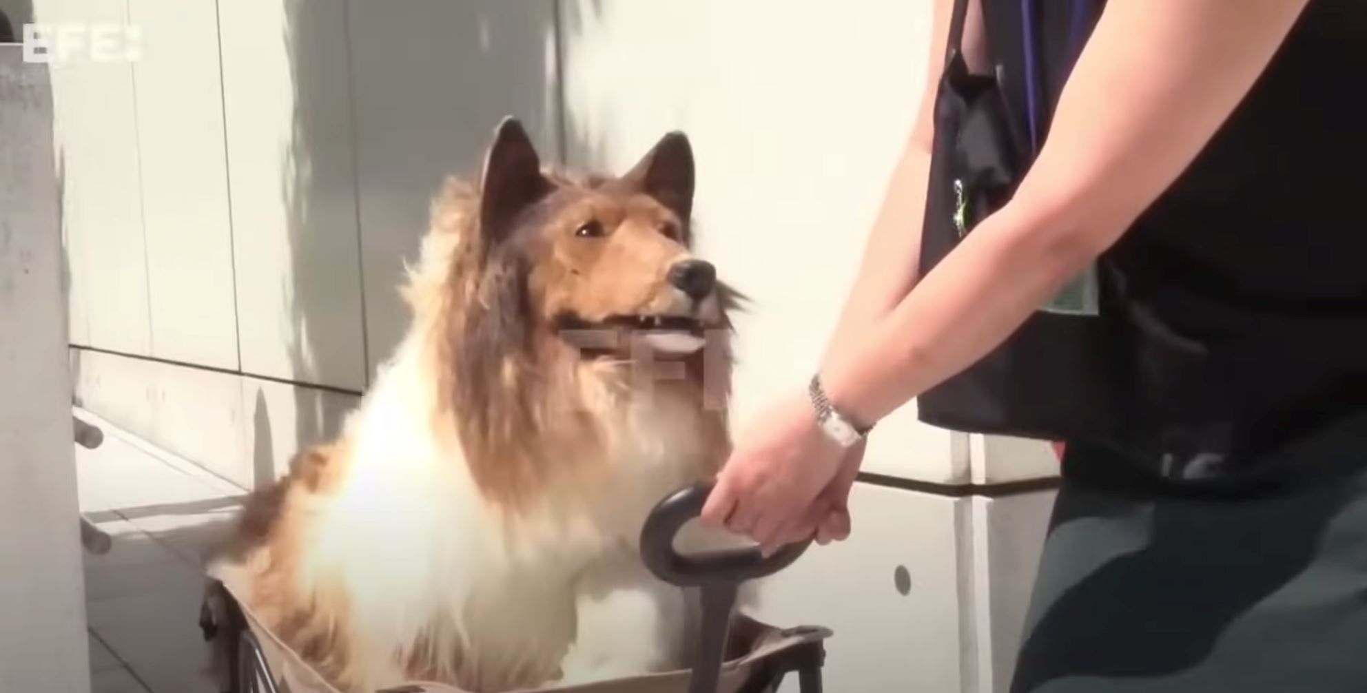 ‘manusia anjing’ kata ramai orang ada impian nak jadi binatang sepertinya