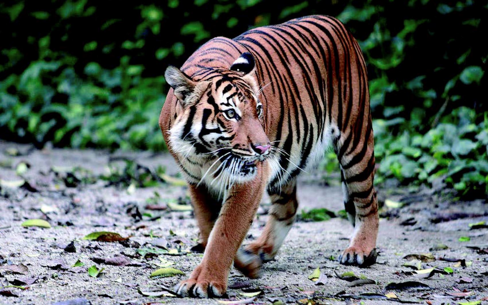 harimau spotted! perhilitan urges m’sians to exercise extreme caution after tiger sighting in selangor