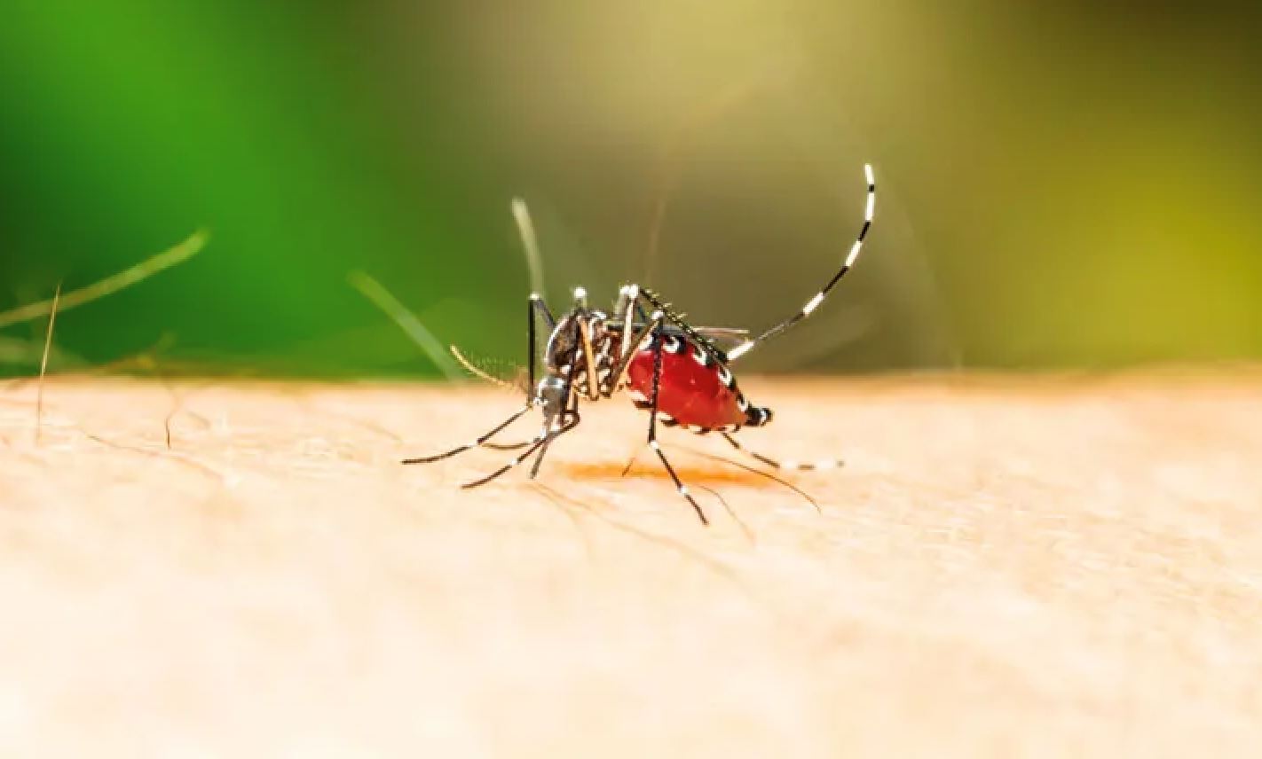 大马骨痛热症病例持续暴增！「7个身体警示」需入院治疗！