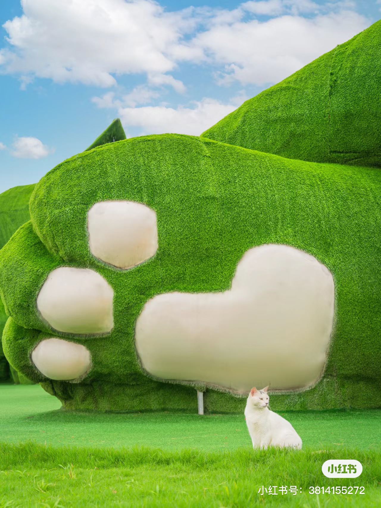 🐱全是喵星人的肥猫岛❗在这里可以实现撸猫自由😍