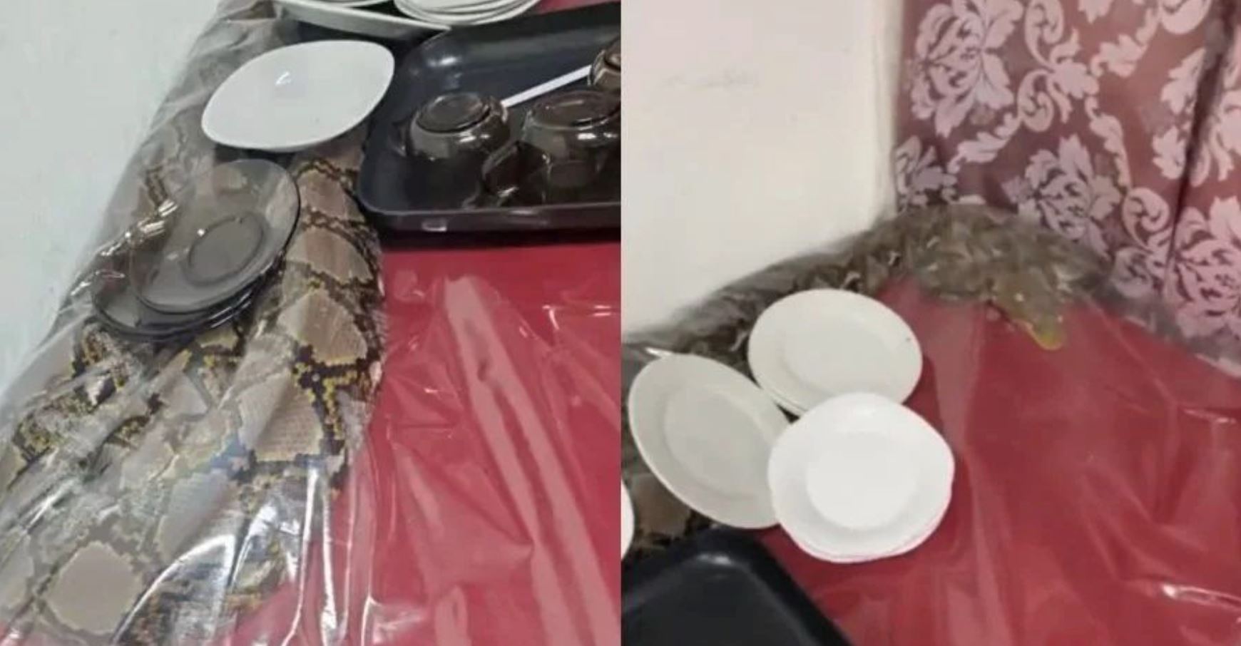 mesyuarat di gelugor, penang digemparkan dengan kehadiran tetamu tak diundang!