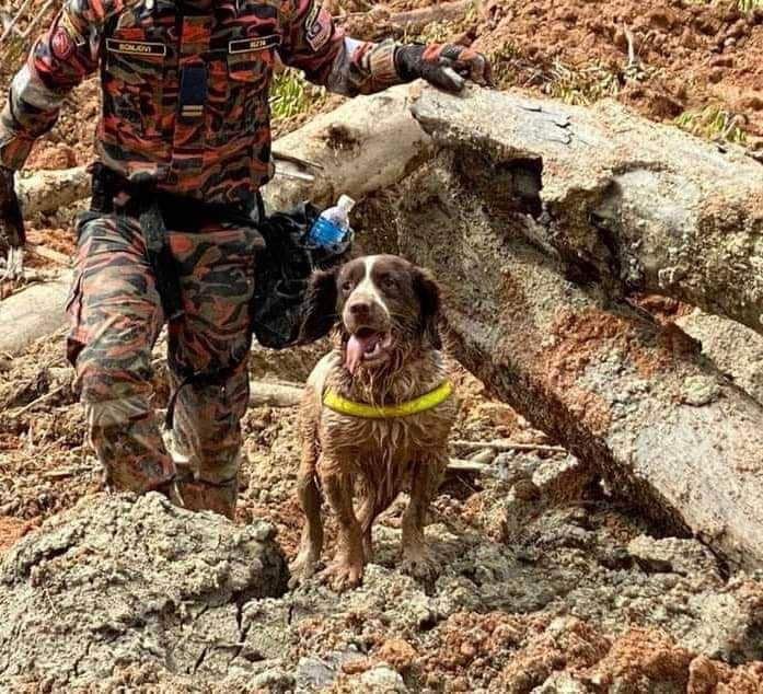 mengenang jasa anjing k9, blake