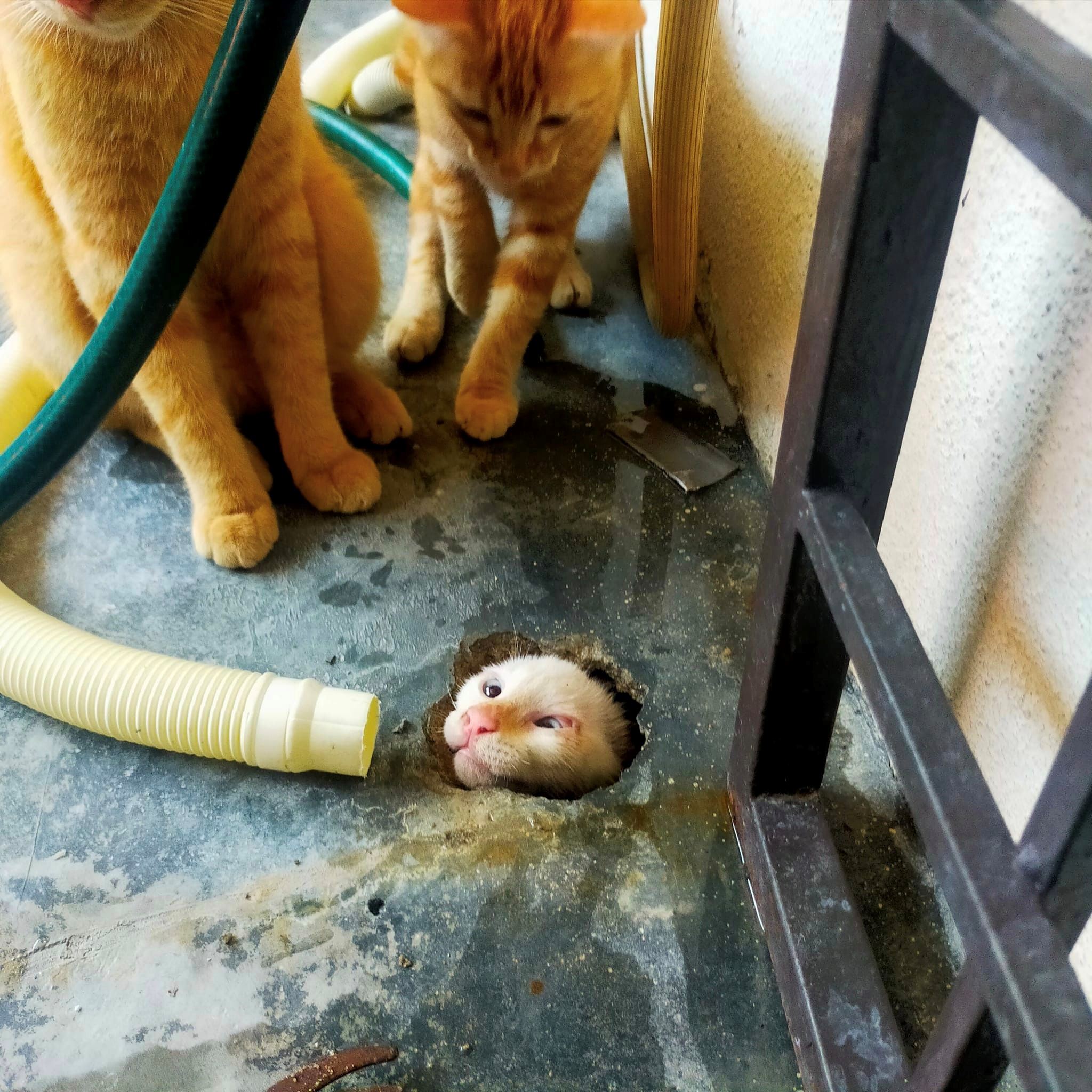 kucing nyaris lemas, dekat 3 jam si putih terperangkap dalam saluran air di cheras [video]