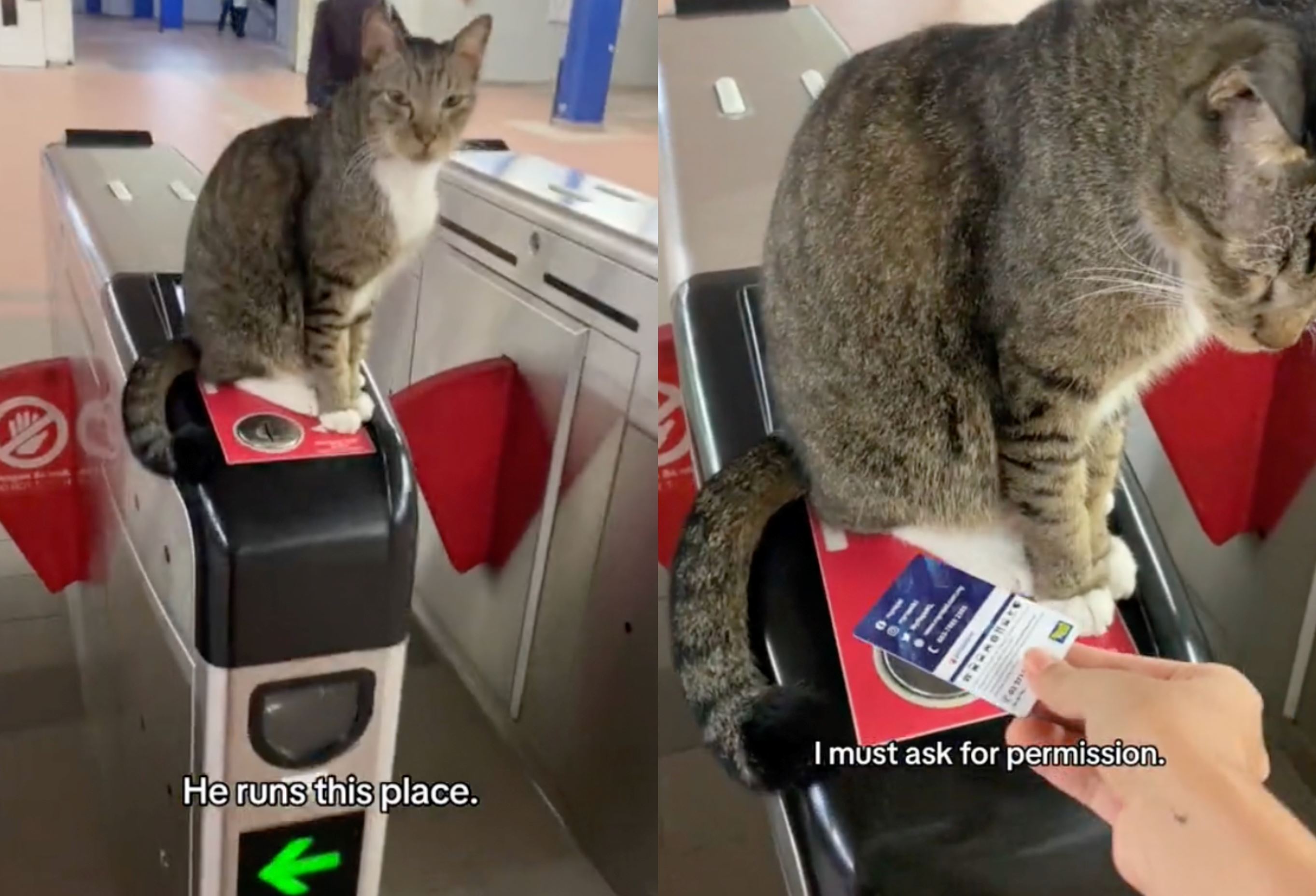“officer meow” stray cat sits on lrt station’s gate, makes sure commuters scan before entering!