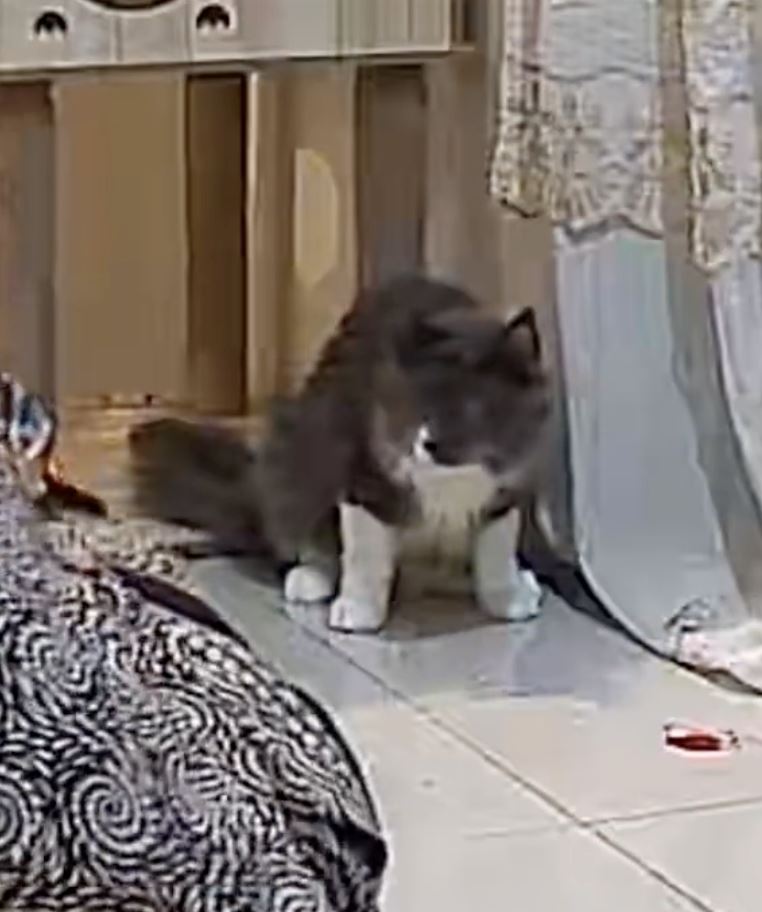 akibat dendam pada tuan, kucing kesayangan pula jadi mangsa sihir [video]
