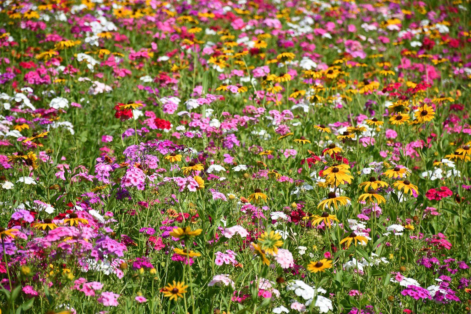 粉红超级月亮将在4月24日登场❗比平时的月亮更大更亮🌕