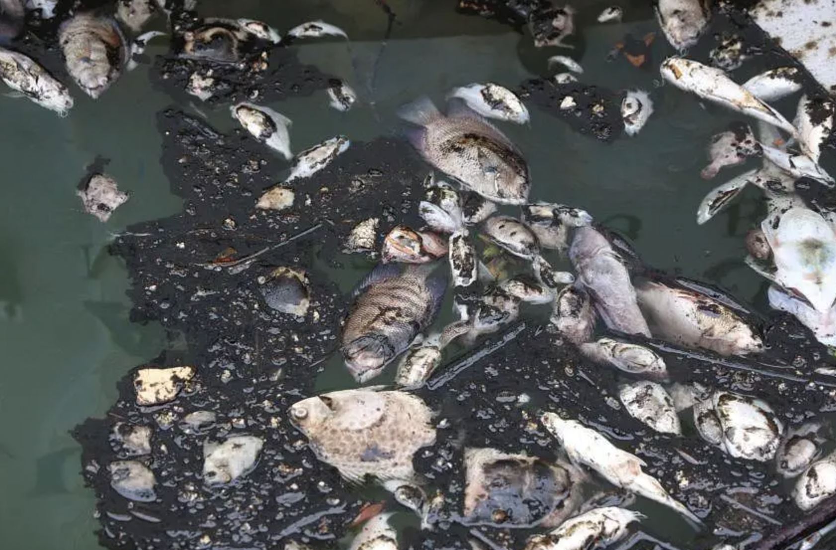 chinese national faces rm10 million fine for chemical spill in selangor waterways