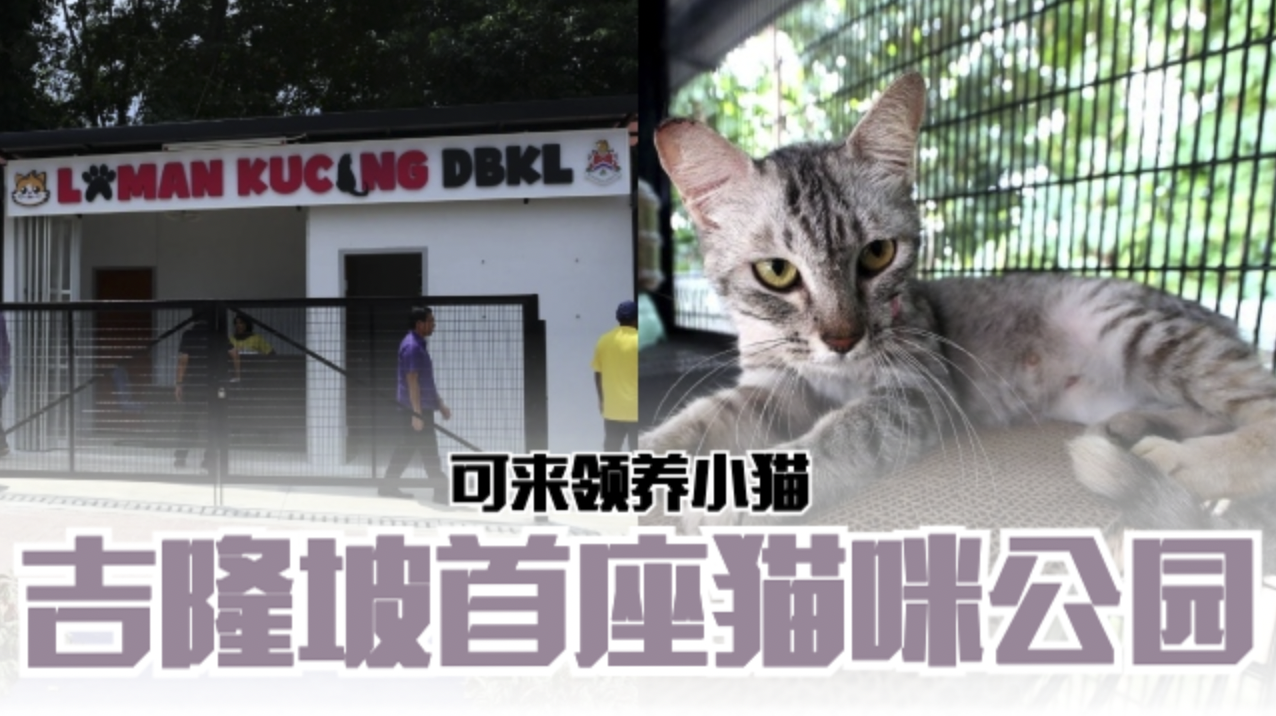 lamankucing640-transparent.png