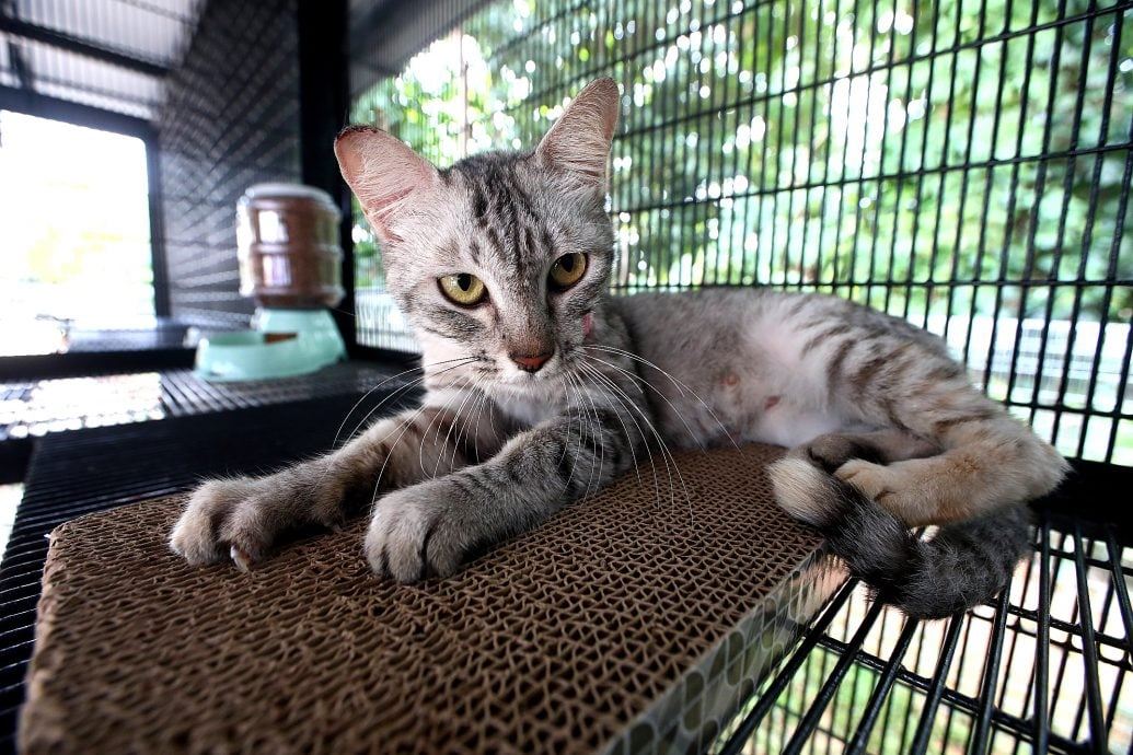 🇲🇾吉隆坡首座猫咪公园🐱可来领养小猫⚡️