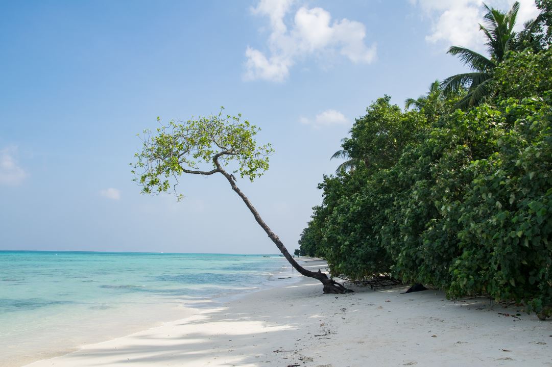 Scenic view of trees and clear waters at Radhanagar Beach, Havelock Island