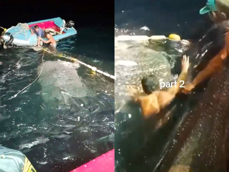 heroic terengganu fishermen dive into sea to rescue massive whale shark trapped in fishing net