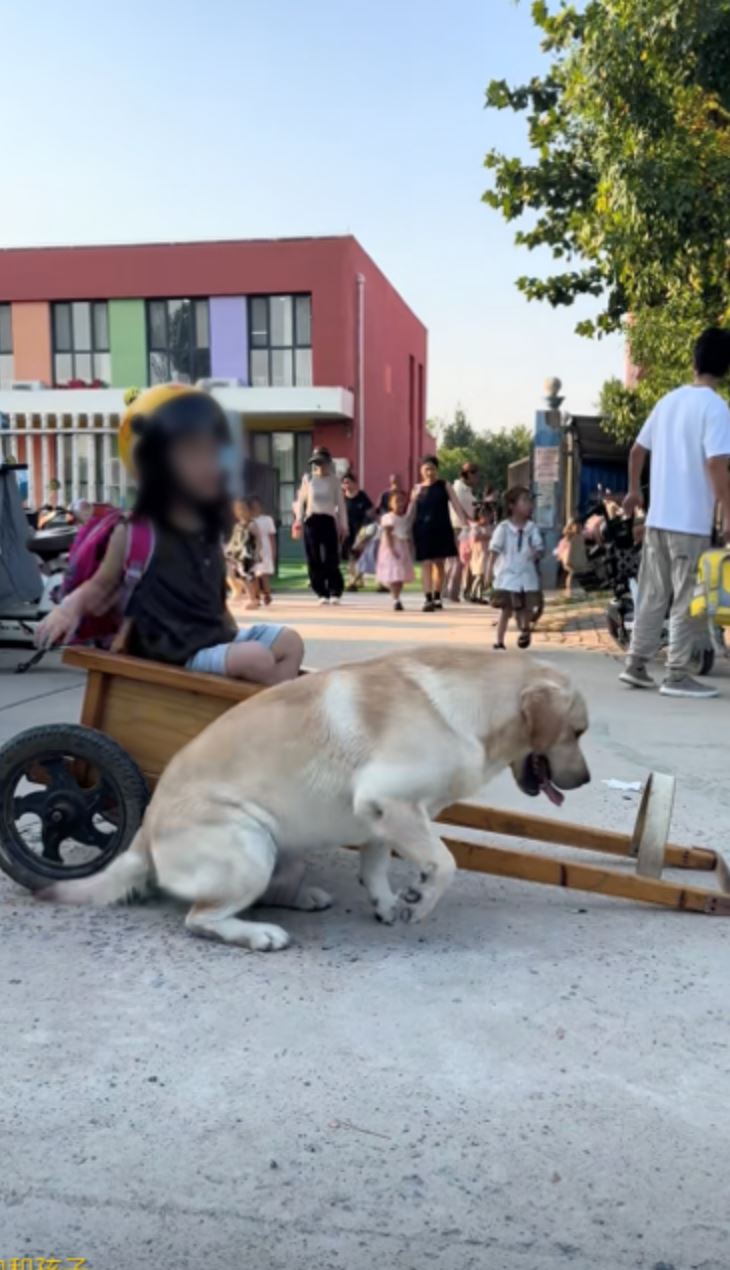 adorable labrador “drives” little girl to school in rickshaw, wins hearts online! 