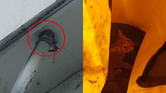 cat rescued from drainpipe under penang bridge